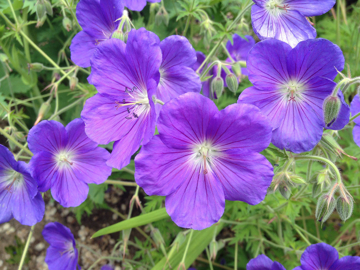 Герань Орион (Orion)