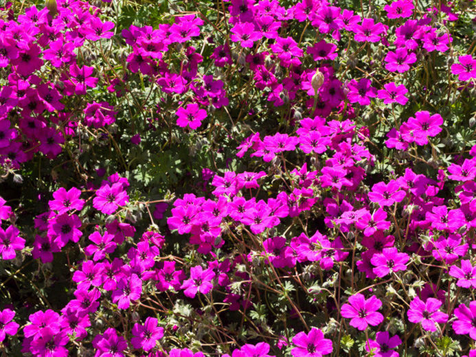 Герань серая Джузеппе (Giuseppe)