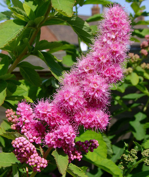 Спирея билларда Триумфанс (Triumphans)