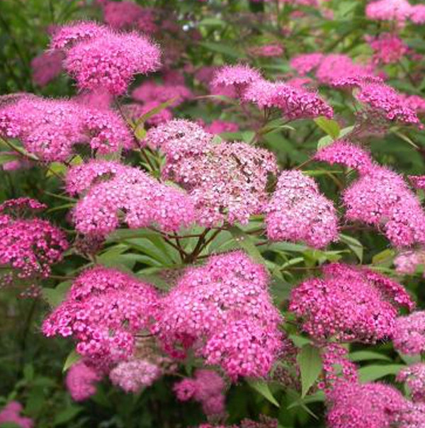 Спирея японская Магнум Роуз (Magnum Rose)