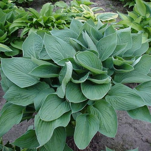 Хоста Форчуна Гиацинтина (Hyacinthina)