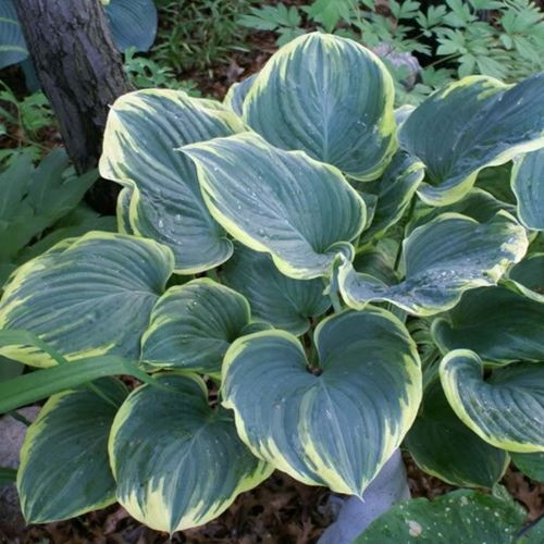 Хоста Садж (Sagae, Садже)