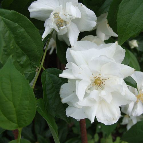 Чубушник Натчез (Natches)