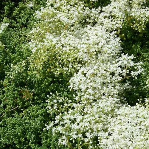 Очиток белый Хлоротикум Микрантум (Chloroticum Micranthum)