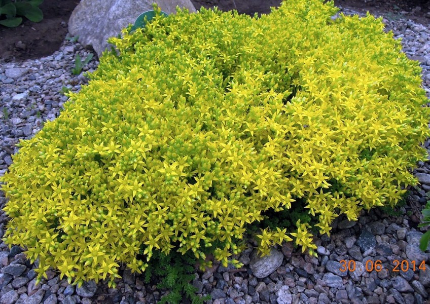 Очиток едкий Элеганс Гил (Elegans Geel)