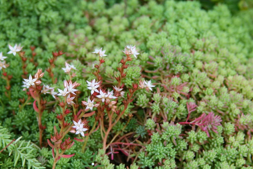 Очиток испанский Минус (Minus)