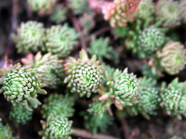 Очиток круглый 