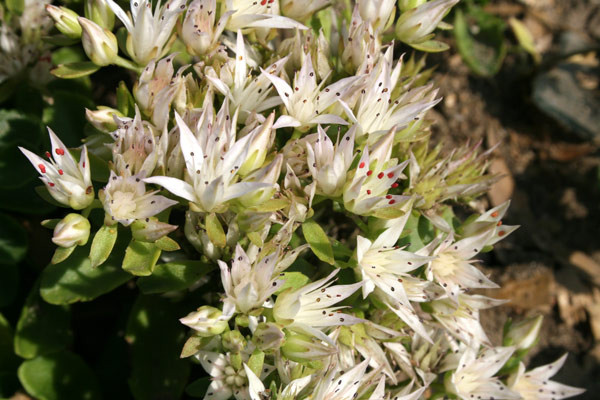 Очиток ложный Альбсценс (Albescens)