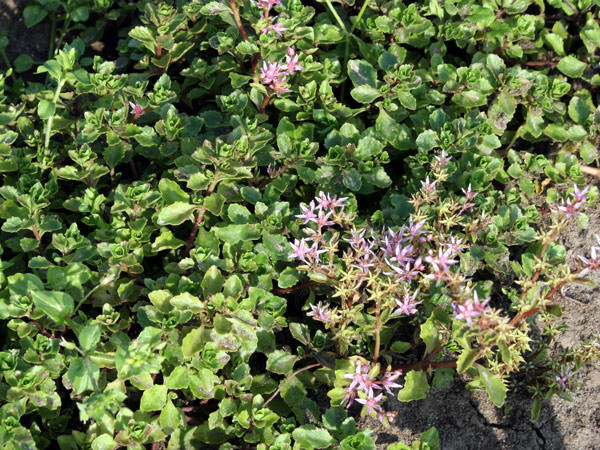 Очиток побегоносный 