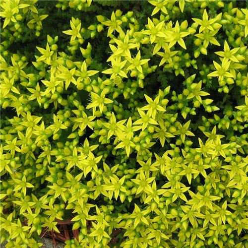 Очиток шестигранный 