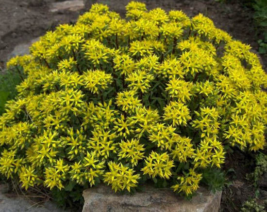 Очиток цветоносный Вайнштефанер Голд (Weihenstephaner Gold)