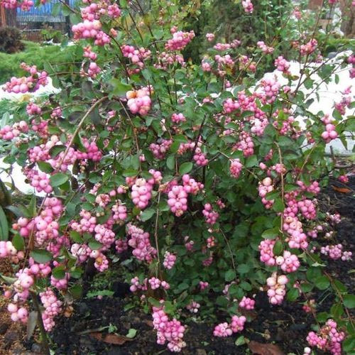 Снежноягодник Доренбоза Аметист (Amethyst)