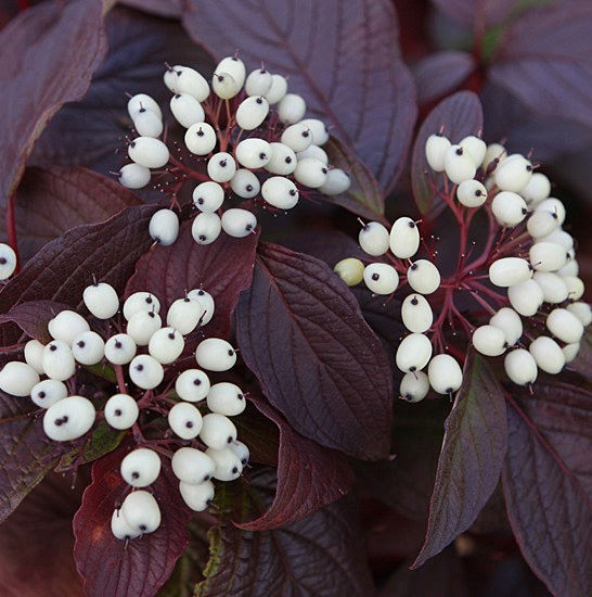 Дерен белый Сайбериан Перлз (Siberian Pearls)