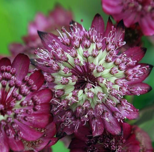 Астранция карниолика Рубра (Rubra)