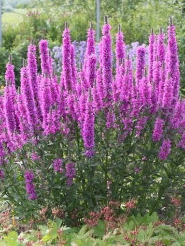 Дербенник иволистный Роберт (Robert)