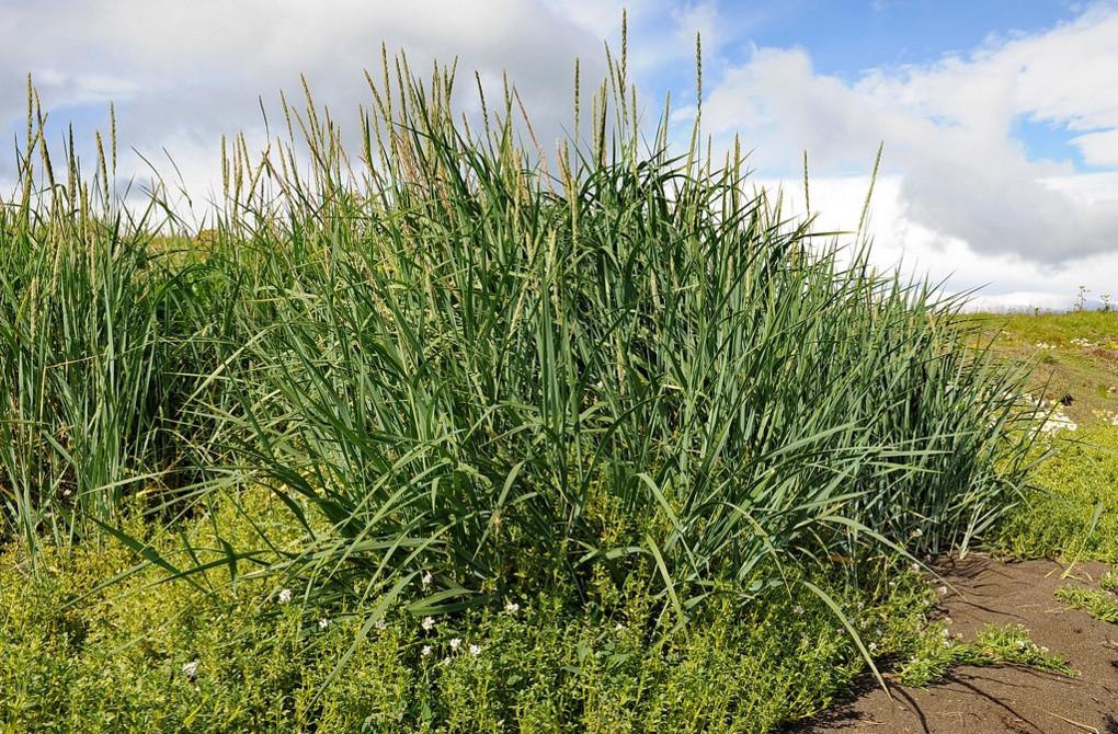 Колосняк гигантский 