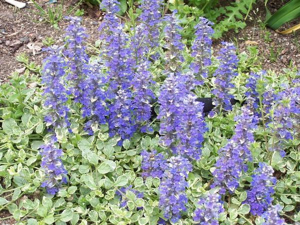 Живучка ползучая Вариегата (Variegata)