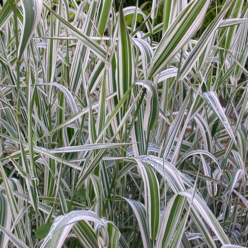 Фалярис тростниковый Альбомаргината (Albomarginata)