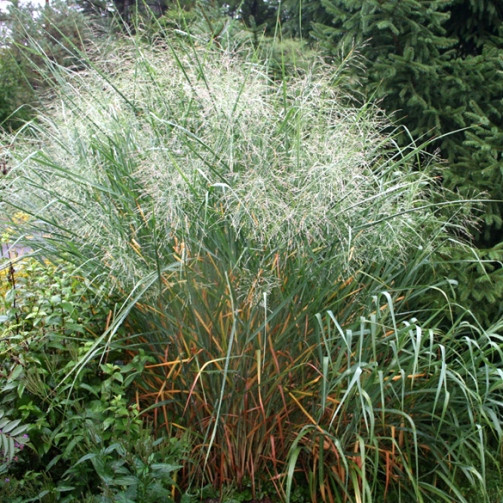 Просо прутьевидное Эмеральд Чиф (Emerald Chief)