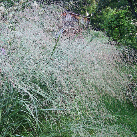 Просо прутьевидное Прейри Скай (Prairie Sky)