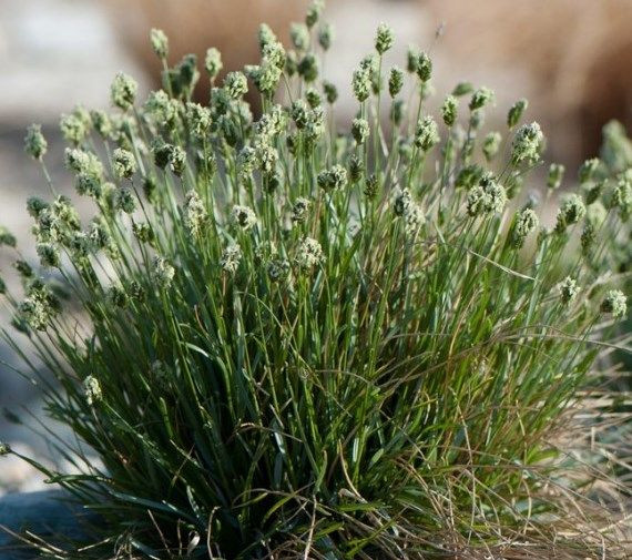 Сеслерия голубая 