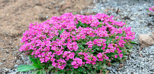 Арабис кавказский Розабелла (Rosabella, Розабэлла)