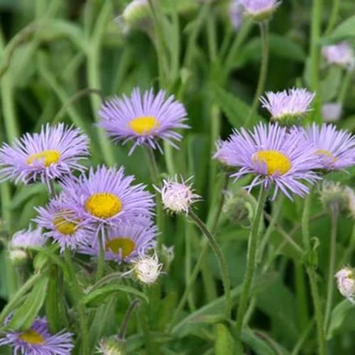 Мелколепестник красивый Квакерес (Quakeres)