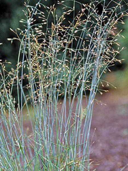 Мятлик сизый Блю Хиллз (Blue Hills)