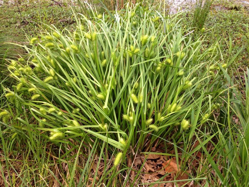 Осока Люрида (Carex lurida) - описание сорта, фото, саженцы, посадка,  особенности ухода. Дачная энциклопедия.