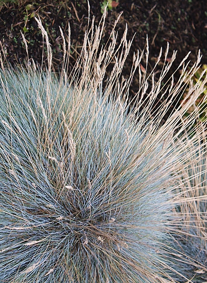 Овсяница сизая Варна (Varna)