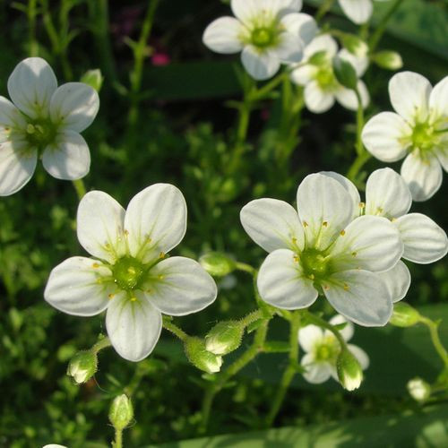 Камнеломка Арендса Шнитепич (Shneeteppich)