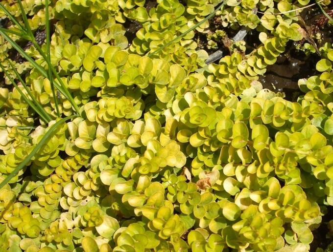 Вербейник монетчатый Голдилокс