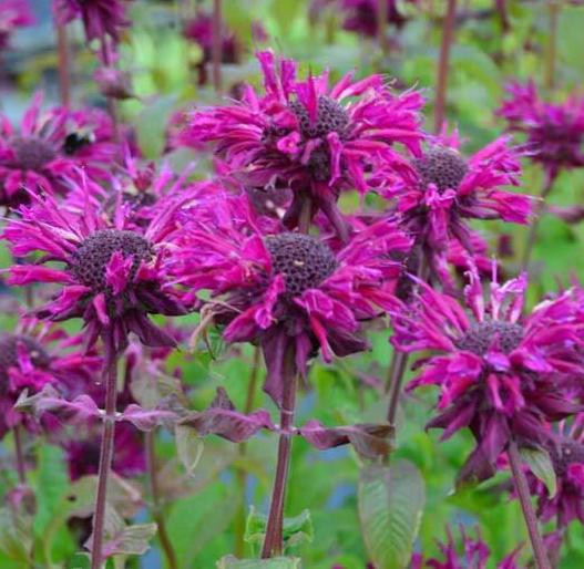 Монарда Кардинал (Kardinal)