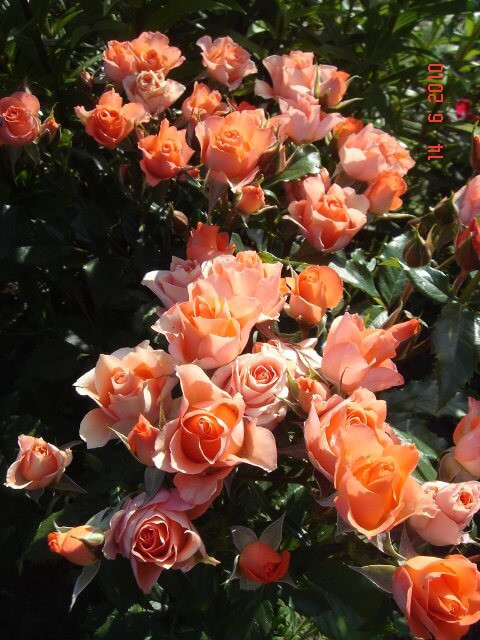 Роза флорибунда Алегрия (Alegria)