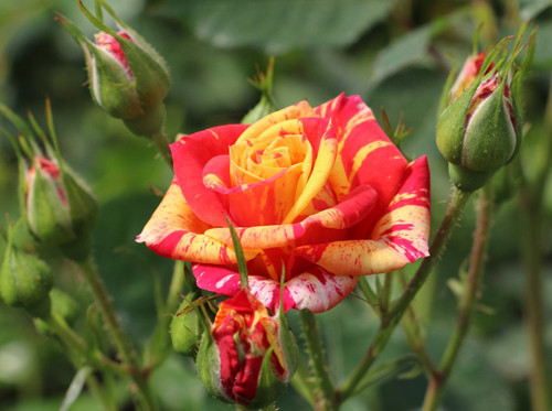 Роза флорибунда Фаер Флеш (Fire Flash, Файер Флэш)