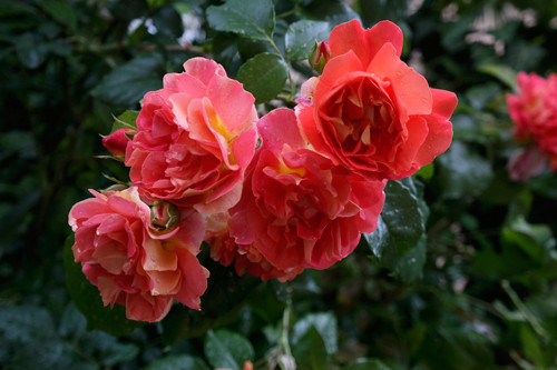 Розы братья гримм описание сорта фото