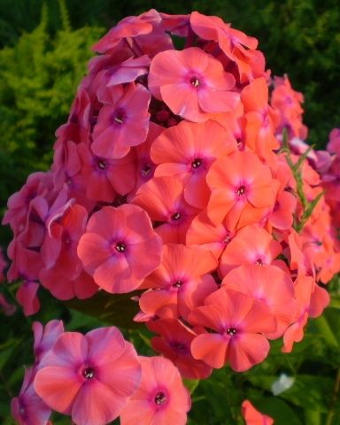 Флокс метельчатый Оранж Перфекшн (Orange Perfection, Орандж Перфекшен)