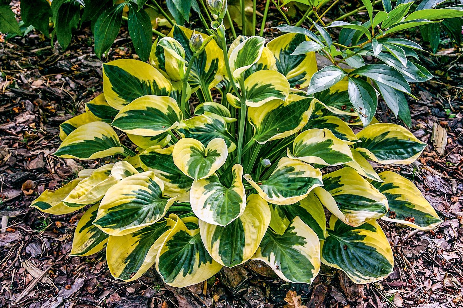 Хоста с желтыми листьями сорта фото