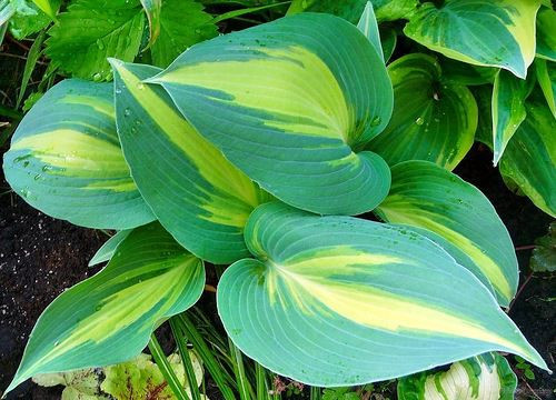 Хоста Кетрин (Catherine, Кэтрин, Катерина, Катерине)