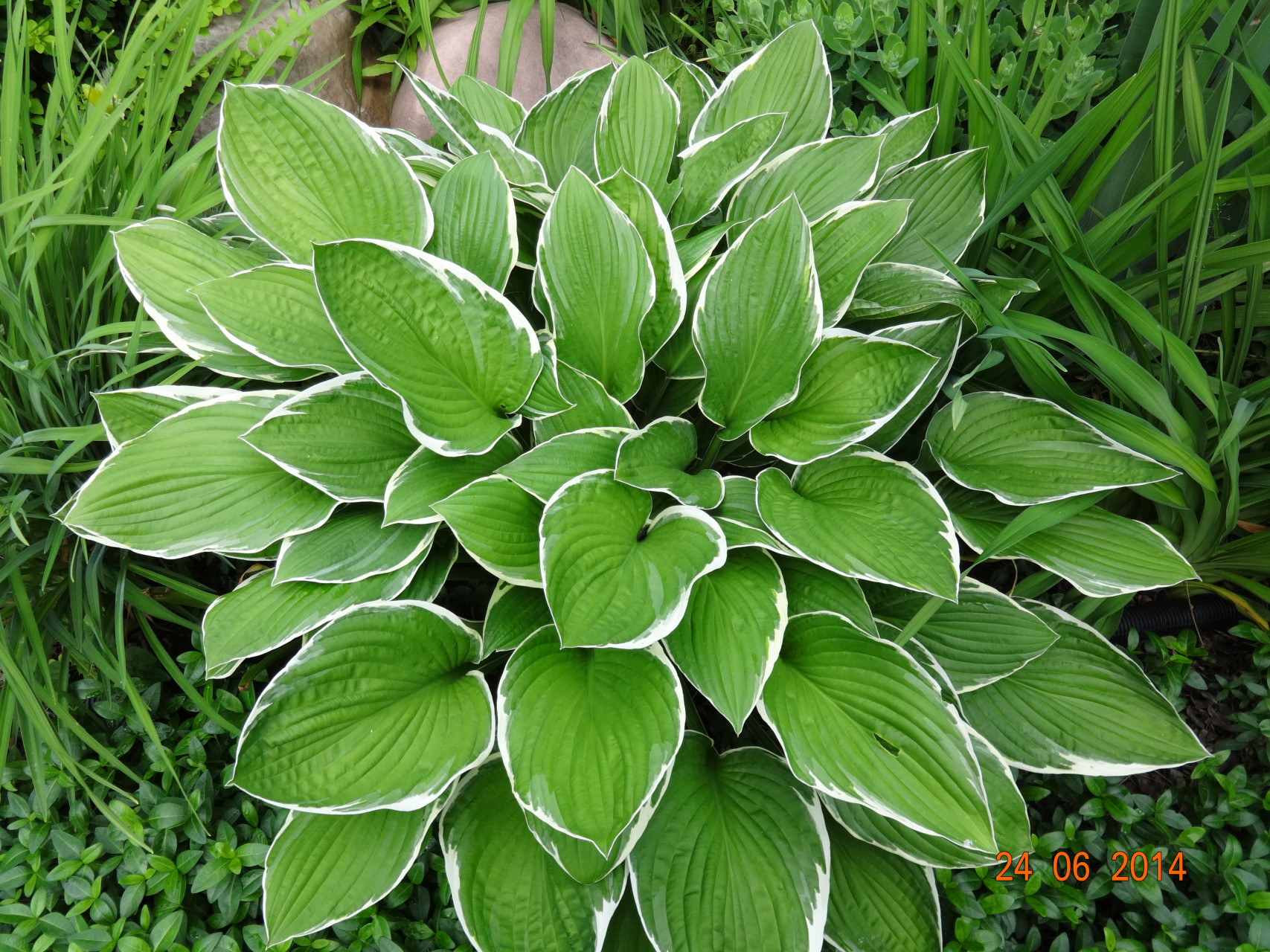 Хоста гибридная Кэрол (Carol) (Hosta Carol) - описание сорта, фото,  саженцы, посадка, особенности ухода. Дачная энциклопедия.