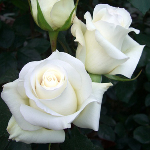 Роза чайно-гибридная Анастасия (Anastasia)