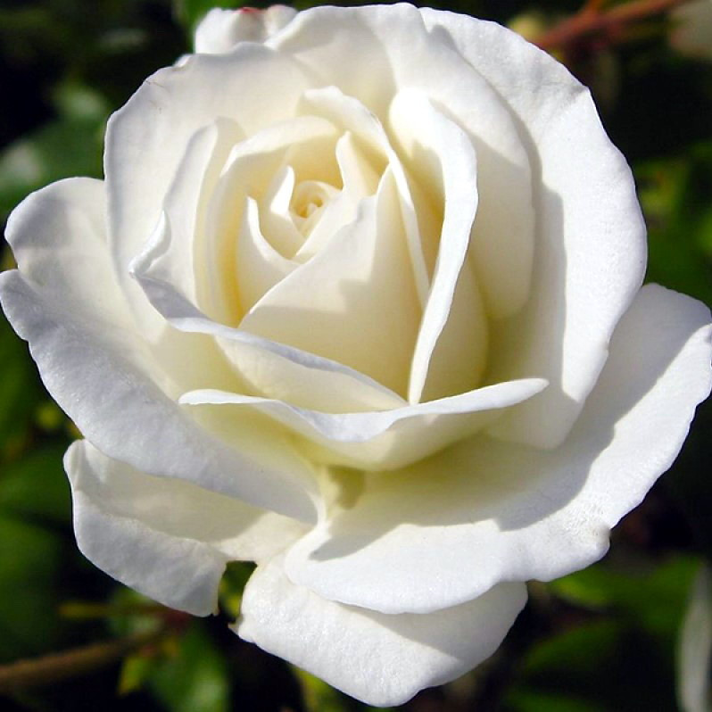 Роза «Маруся» (12 фото): описание сорта, особенности белых чайно-гибридных роз, отзывы садоводов