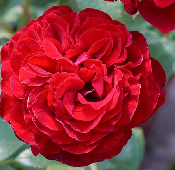 Роза чайно-гибридная Штёртебекер (Stortebeker, Штортебекер)