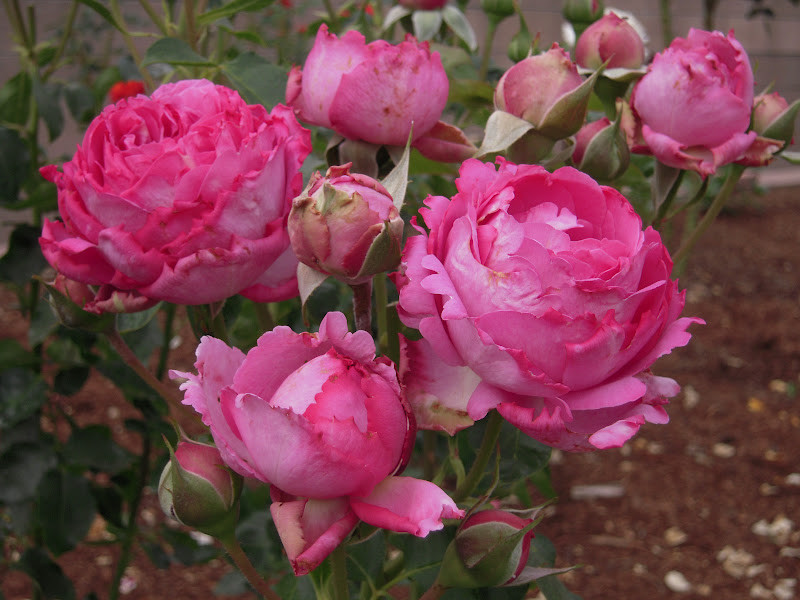 Роза чайно-гибридная Ив Пьяже (Yves Piaget)