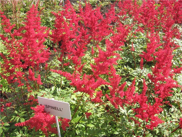 Астильба Арендса Спинелл (Spinel, Спинел)