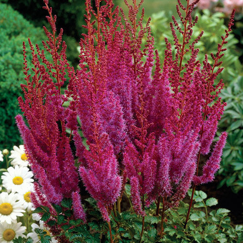 Астильба китайская Пурпуркерцэ (Purpurkerze)