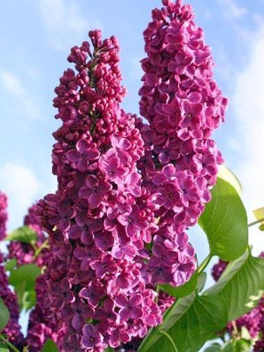 Сирень обыкновенная Андекен ан Людвиг Шпет (Andenken an Ludwig Spath)