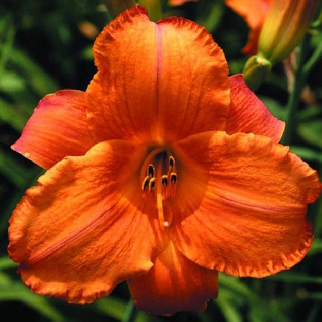 Лилейник гибридный Мауна Лоа (Mauna Loa)