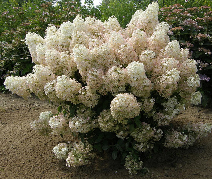 Гортензия метельчатая Бобо (Bobo)