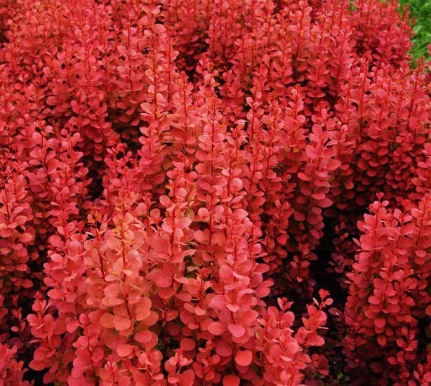 Барбарис Тунберга Оранж Рокет (Orange Rocket)